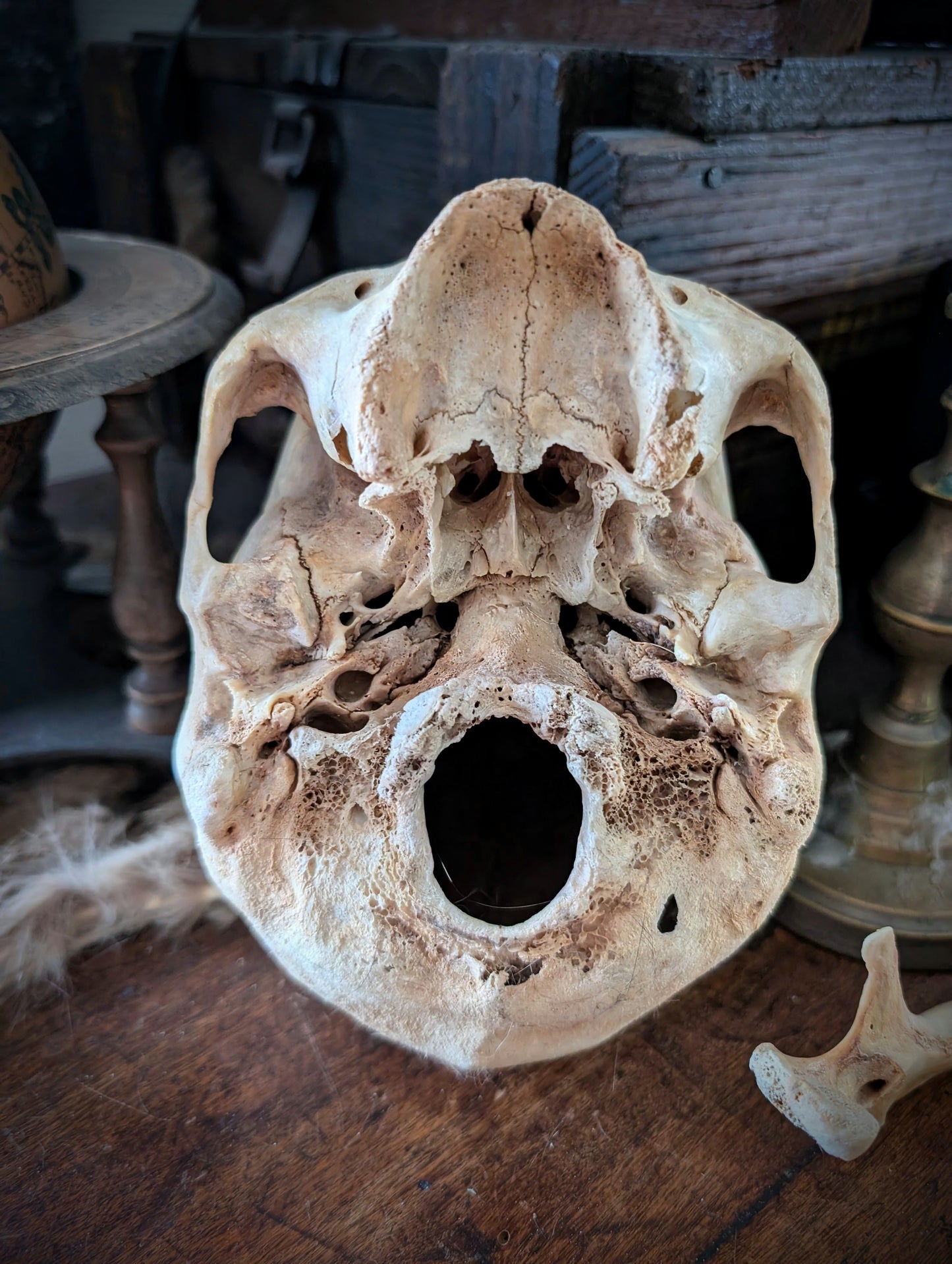 Ancient geriatric male skull (late 19th century, Italy)