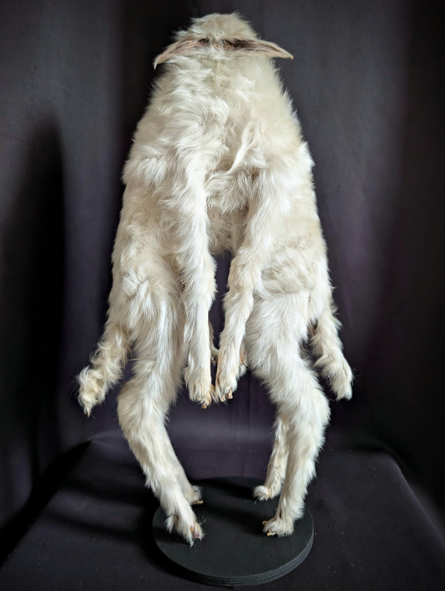 Very Rare Congenital Malformation , Caudal Duplication / Polymelia Cyclops ! (museum quality)