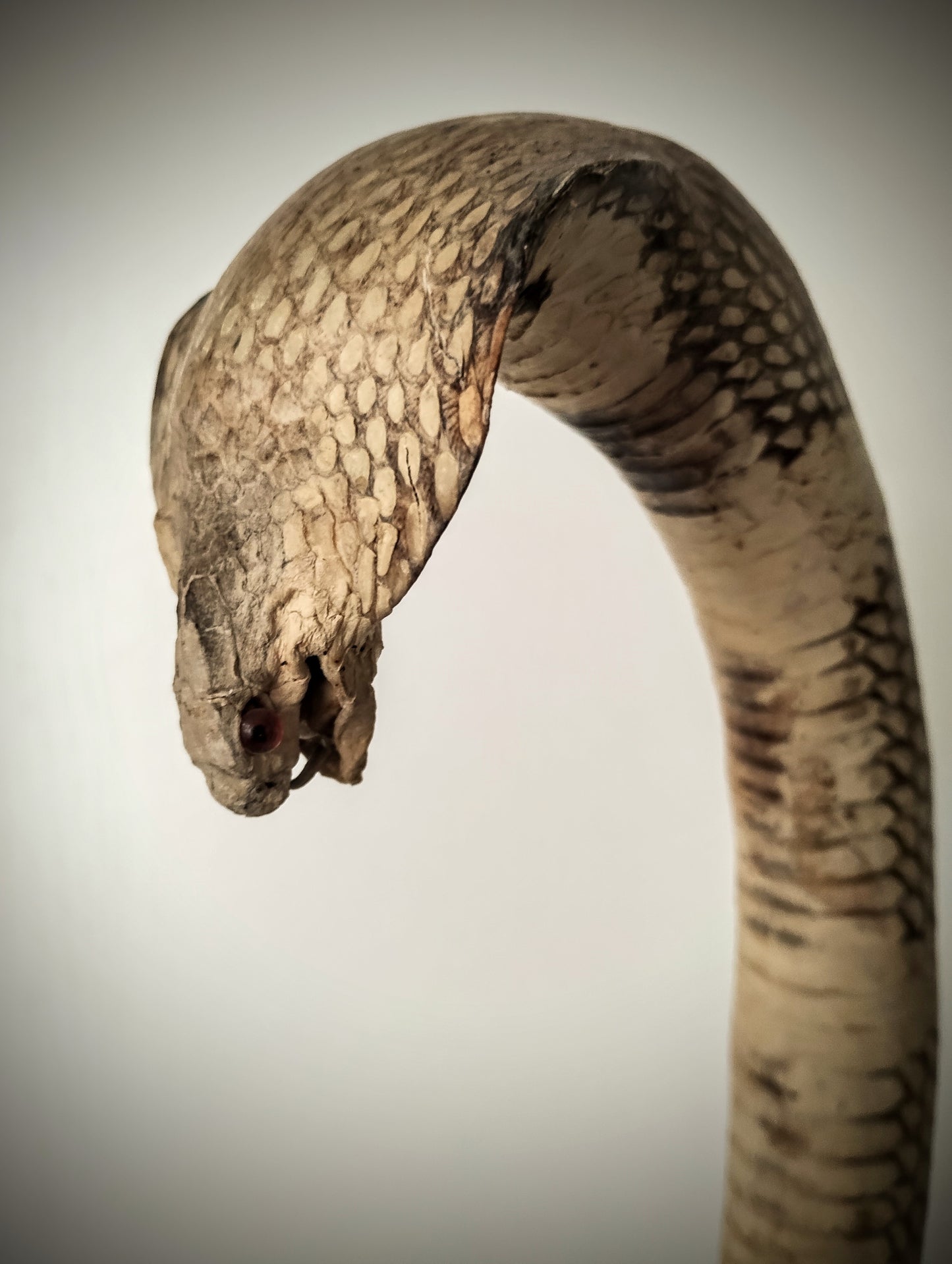 Cobra Taxidermy