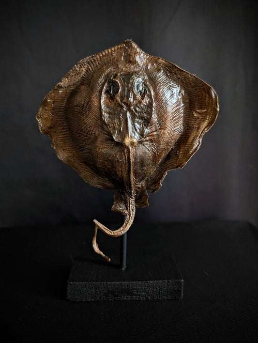 Beautiful Ray taxidermy on base