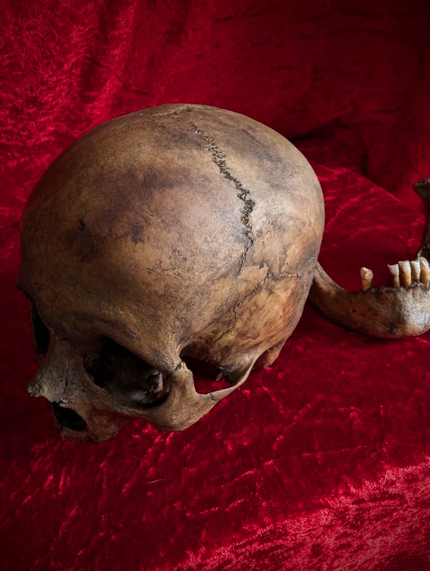 Antique dark male skull from Italy (19th century)