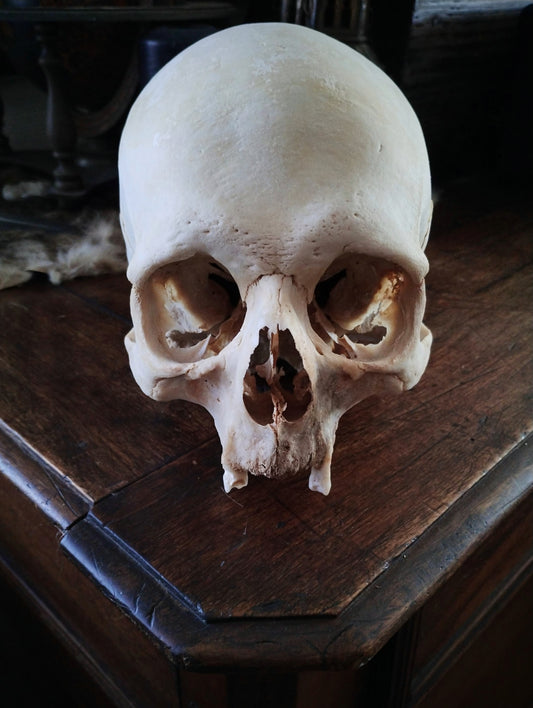 Vampire Skull from Austria