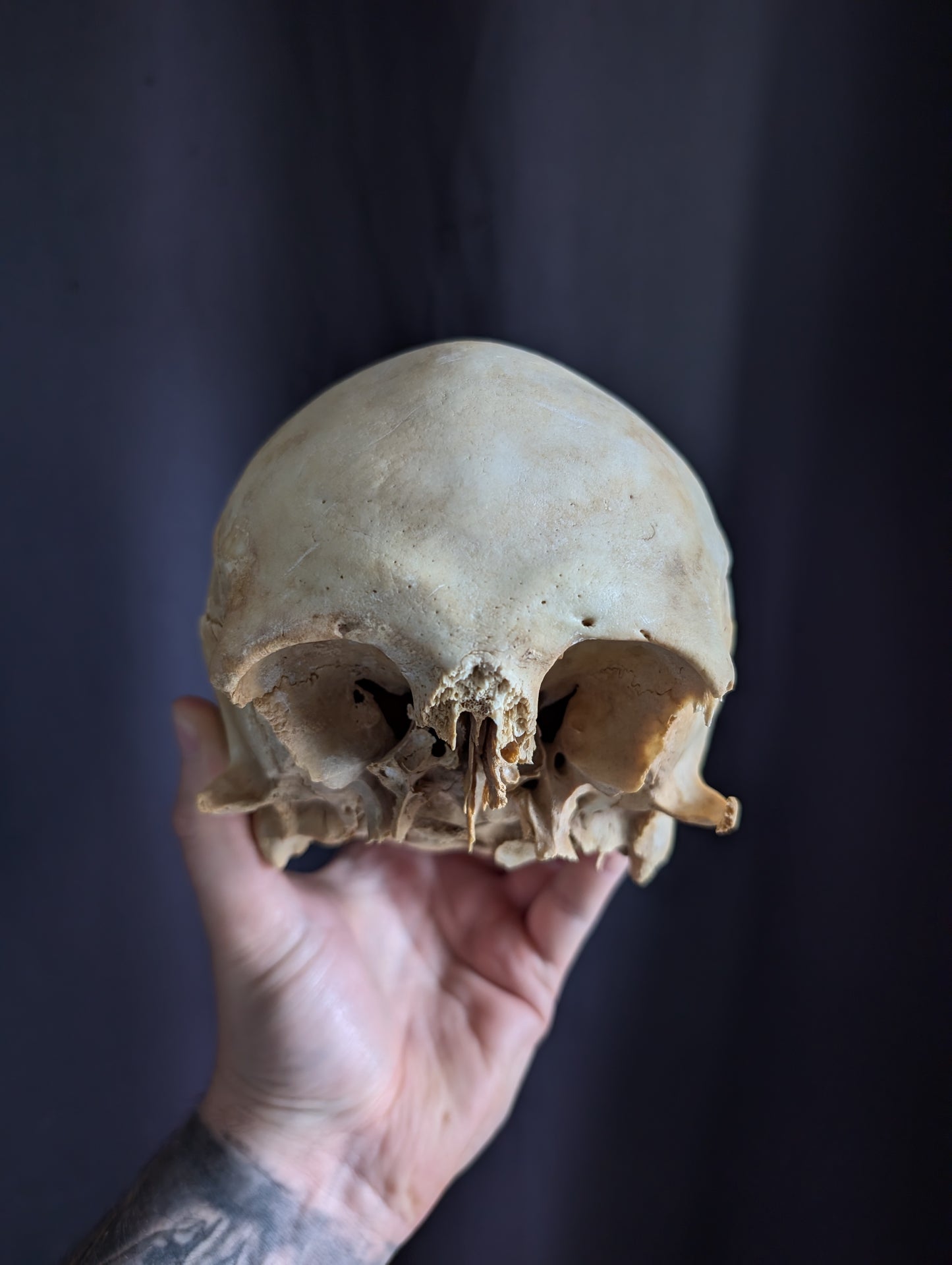 Antique skull from Italy (early 1900)