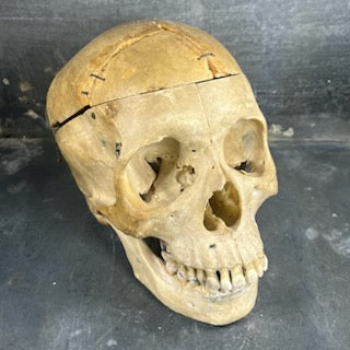 Beautiful medicalized Male Skull with complete teeth