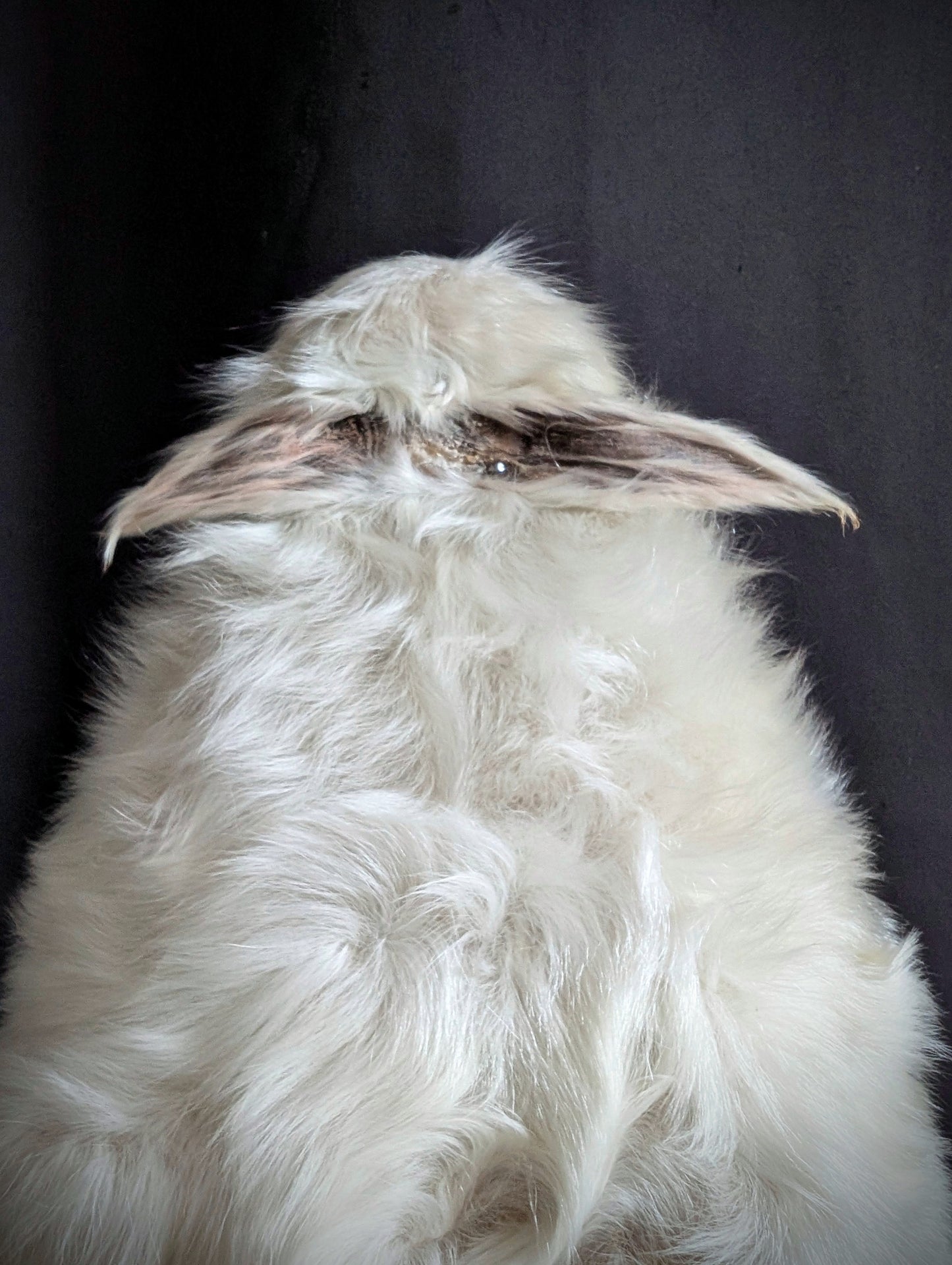 Very Rare Congenital Malformation , Caudal Duplication / Polymelia Cyclops ! (museum quality)