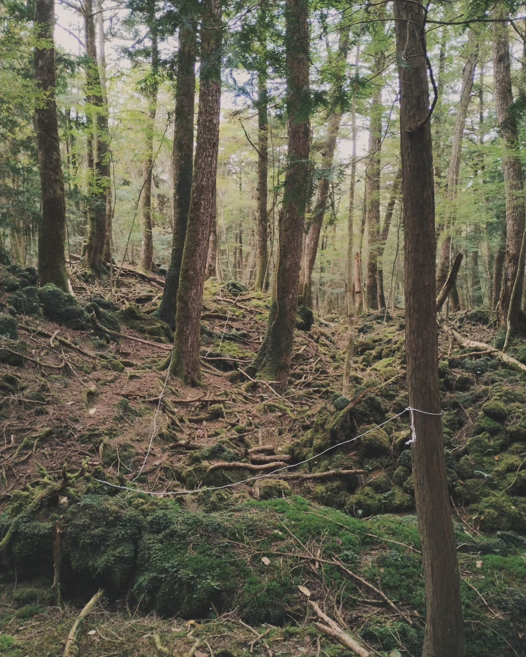 Rope from the Suicide Forest Aokigahara (Japan)