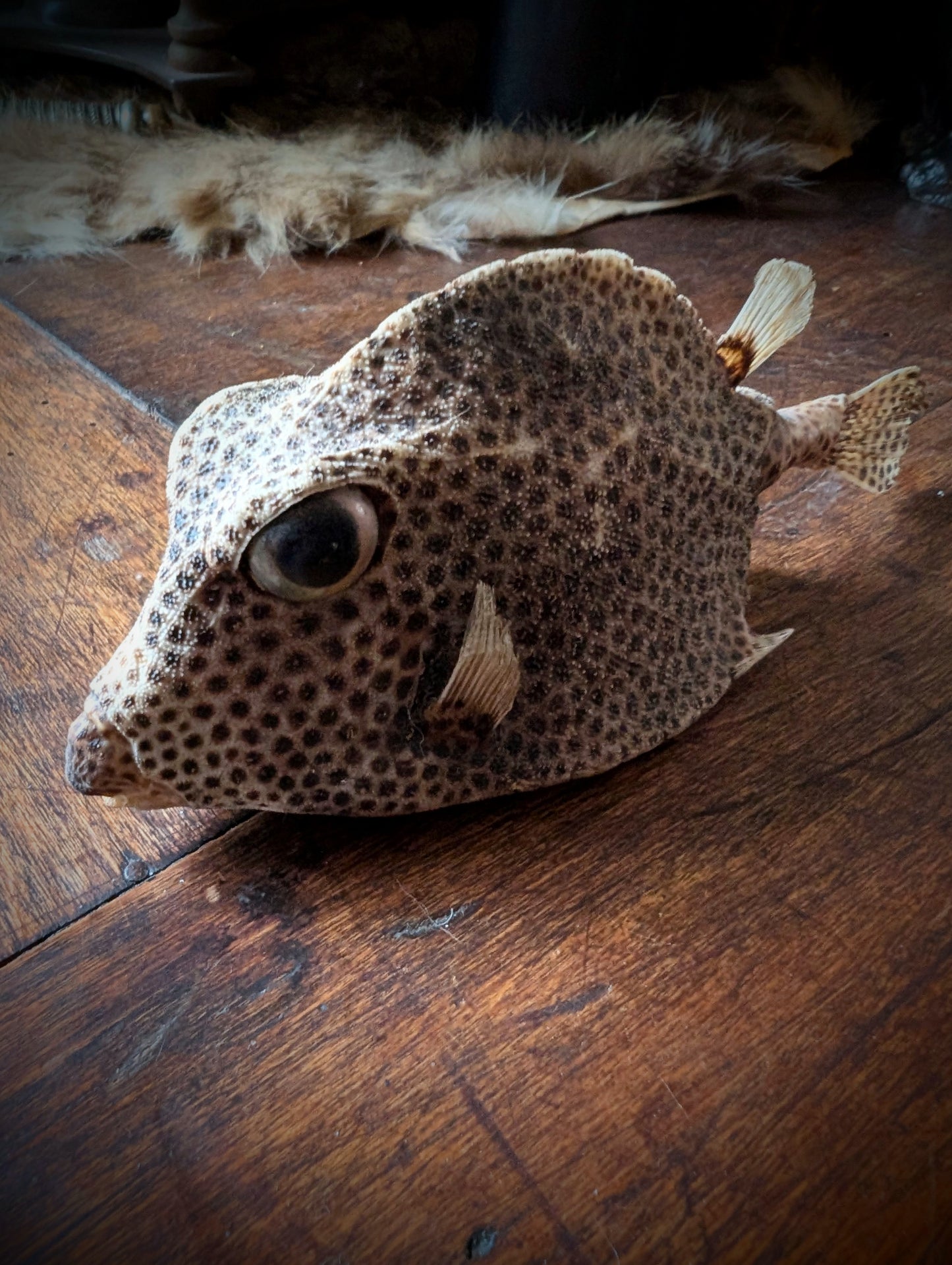 Taxidermy of a Caribbean Lactophrys bicaudalis fish