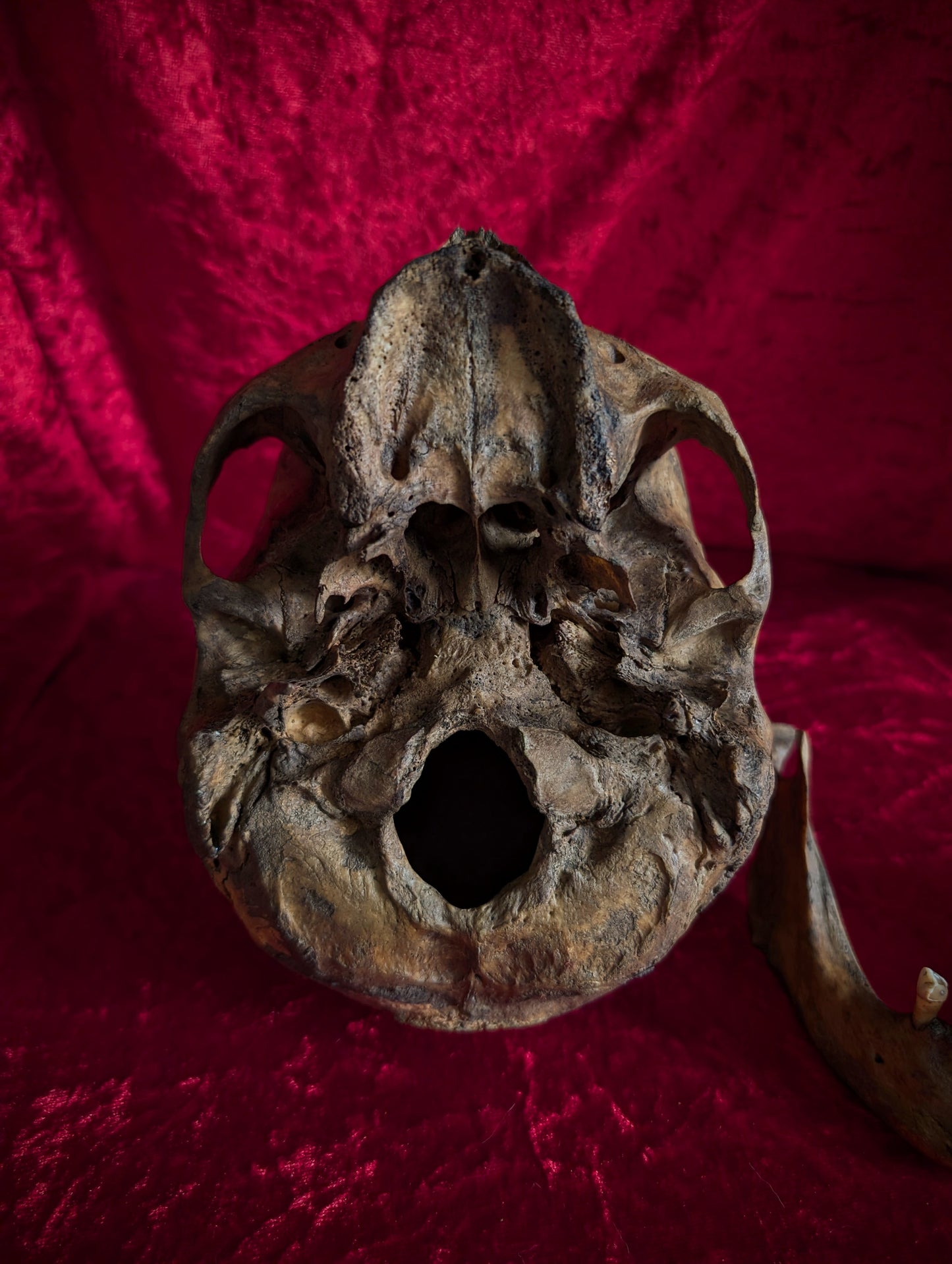 Antique dark male skull from Italy (19th century)