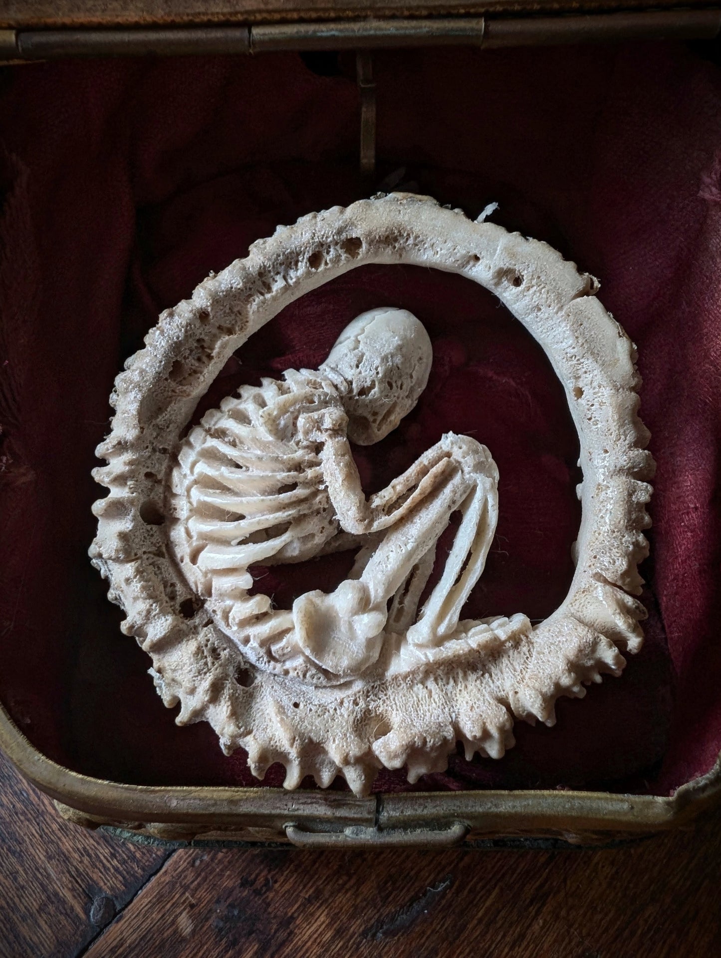 Memento mori / Hand-Carved Skeleton Figure in Deer Antler – Antique Glass Display Casket