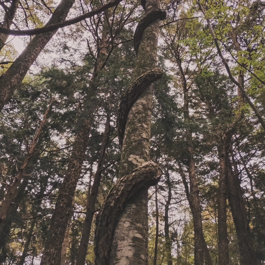 1 meter of white string from the Suicide Forest Aokigahara in Japan