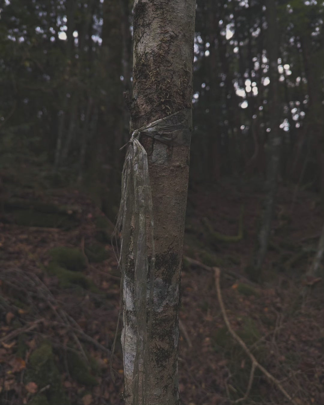 1 meter of white string from the Suicide Forest Aokigahara in Japan