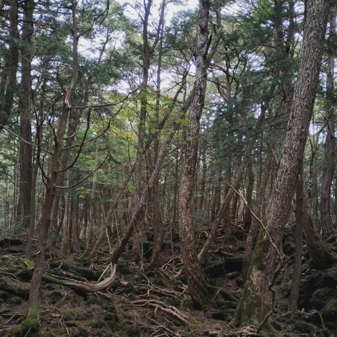 1 meter of white string from the Suicide Forest Aokigahara in Japan