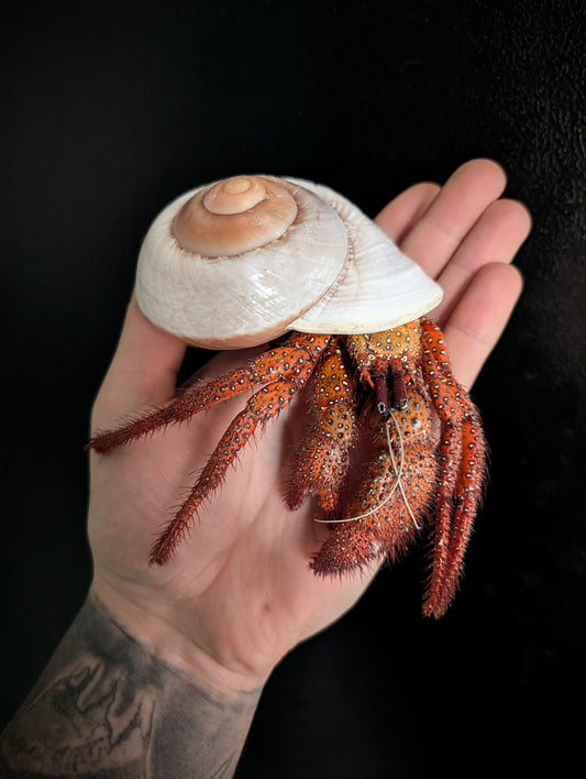 Hermit Crab