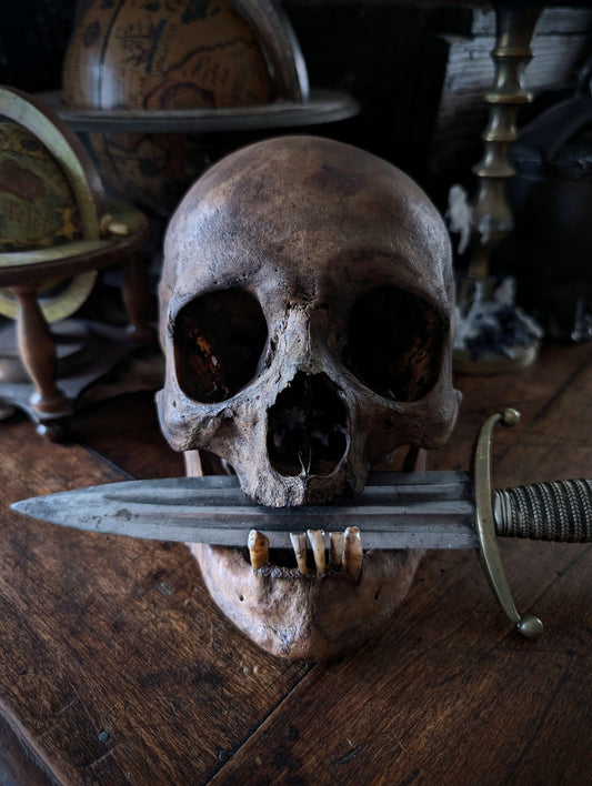 Antique dark male skull from Italy (19th century)