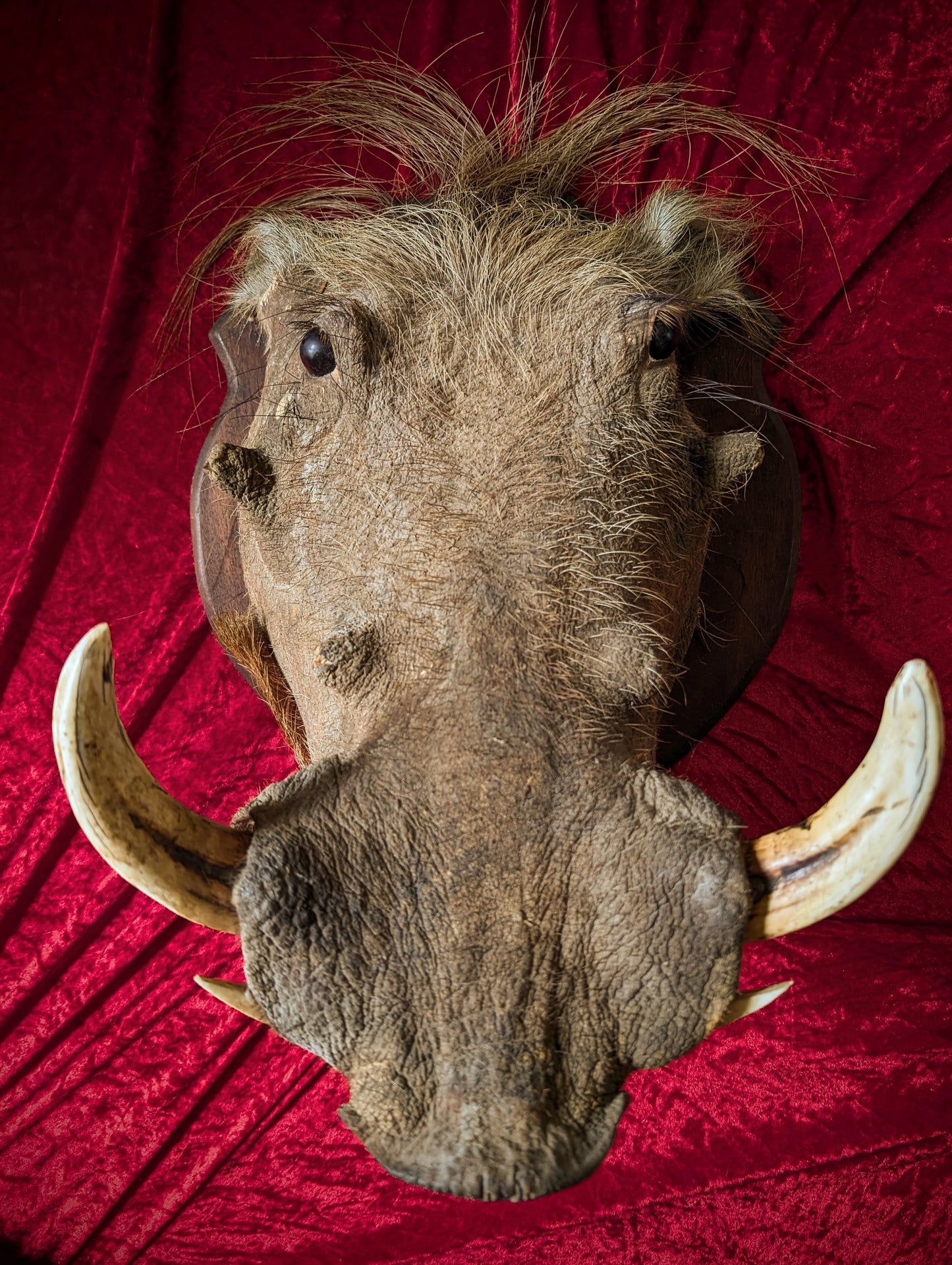 Warthog head, vintage taxidermy from the 1970's