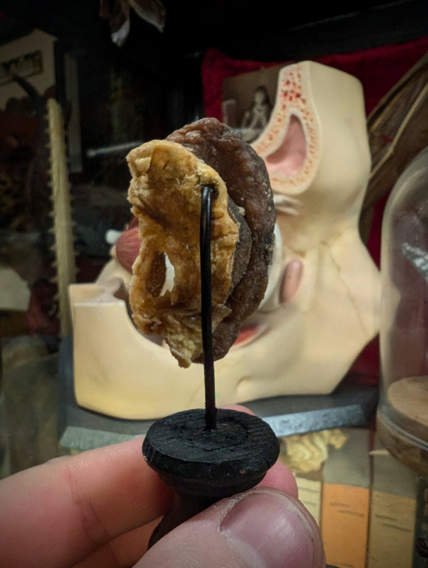 Mummified old ear (medical collection from Belgium)