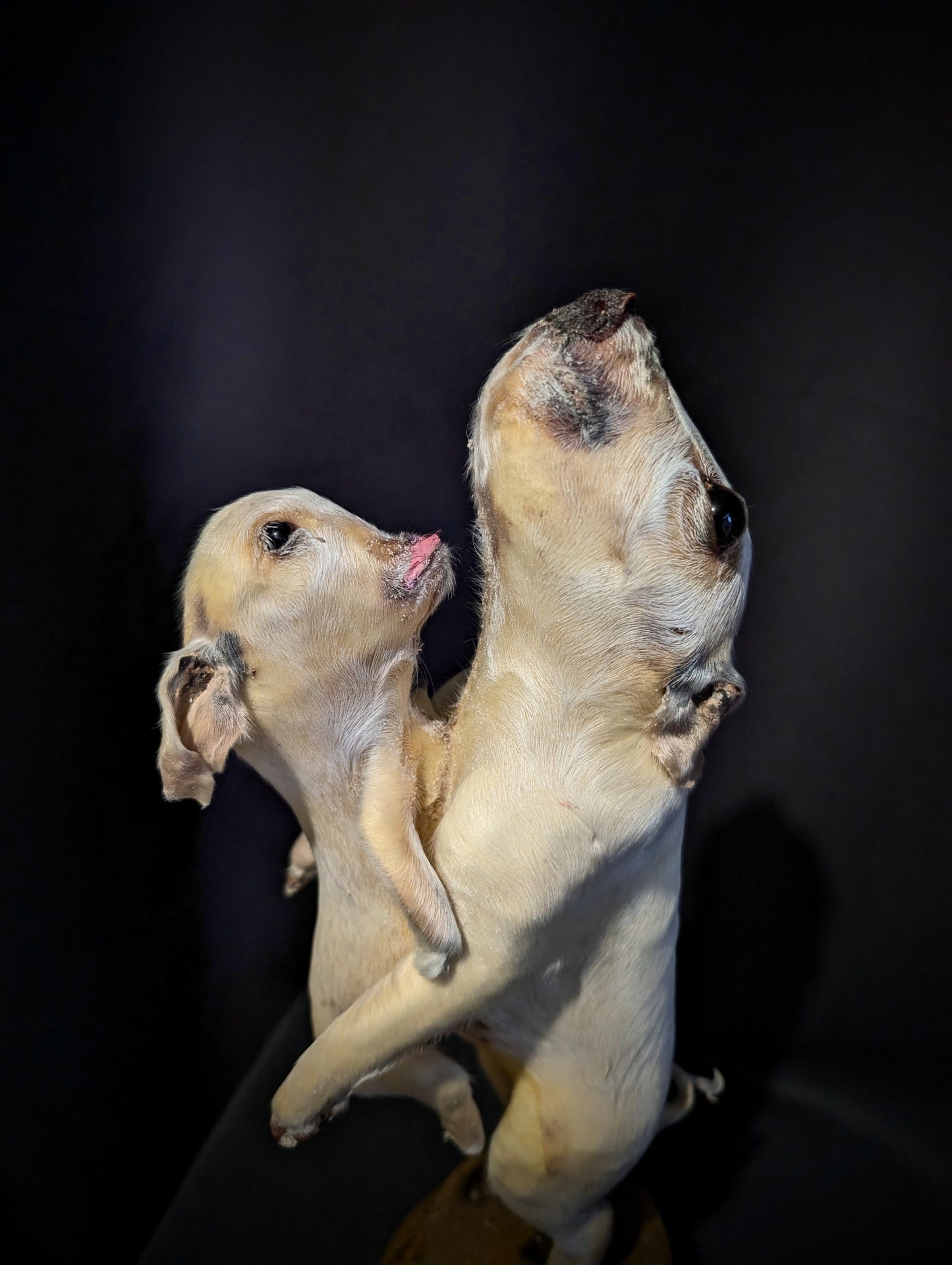 Rare taxidermy of a Siamese Pig !