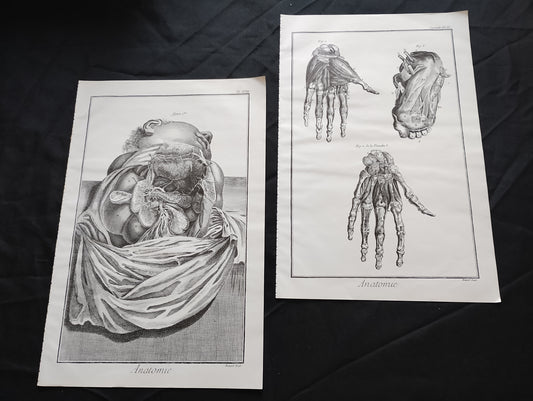 Old 19th anatomy lithograph set #1