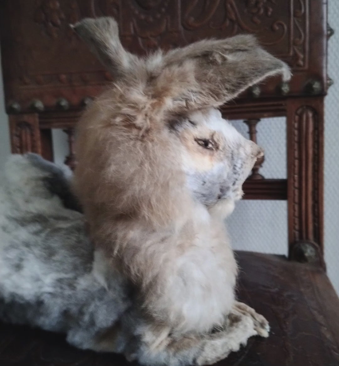 Rabbit-Lion taxidermy oddities