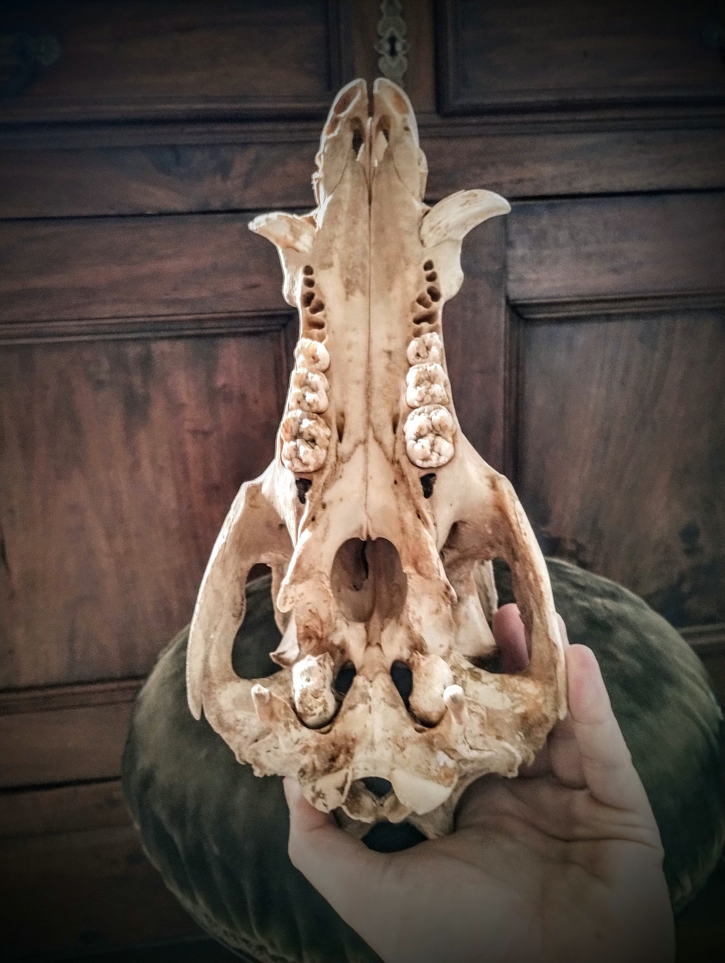 Wild Boar Skull