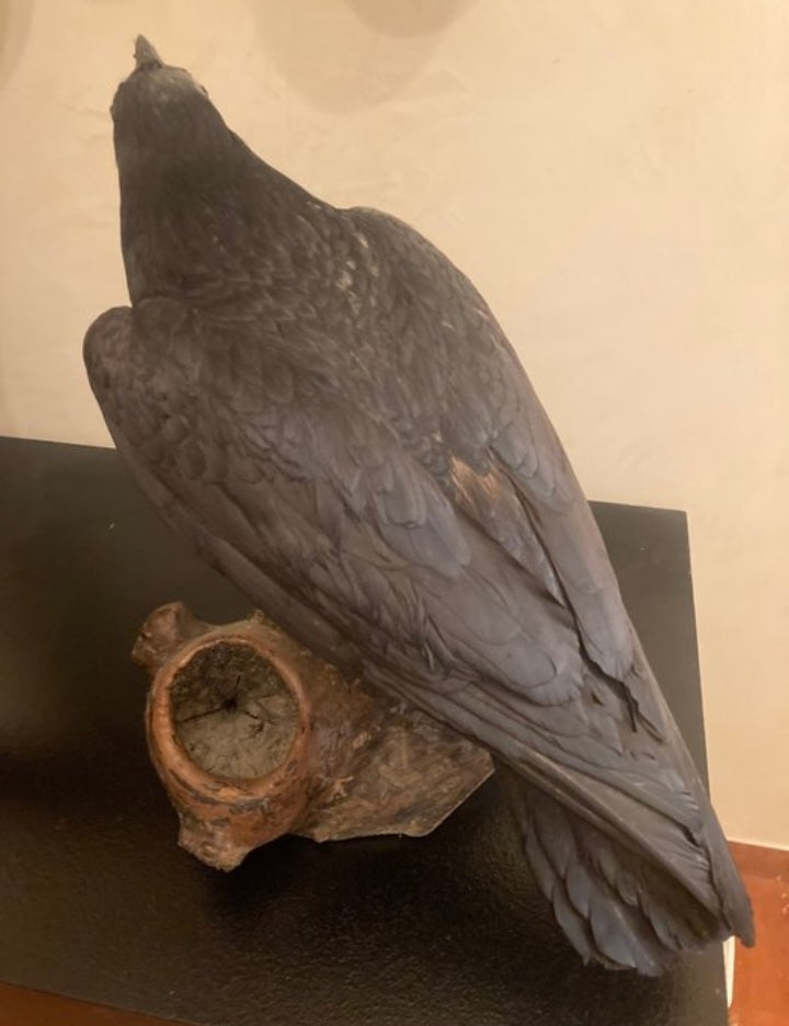Corvus corax Taxidermy 60 cm