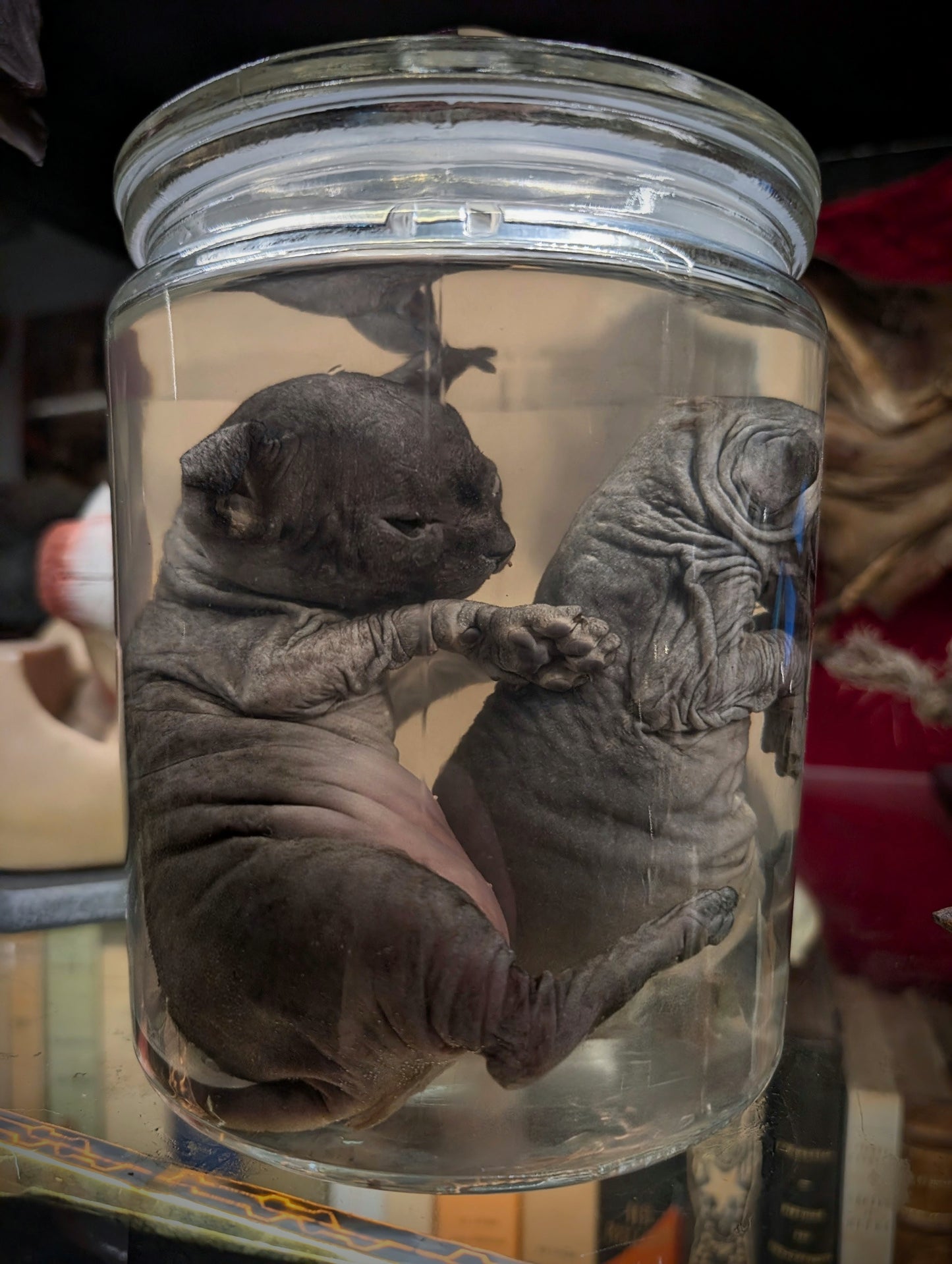 Two Sphinx brothers, wet specimens  (Rare !!)