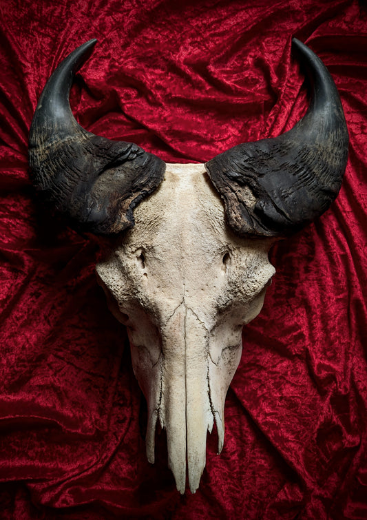 African Buffalo Skull 60cm