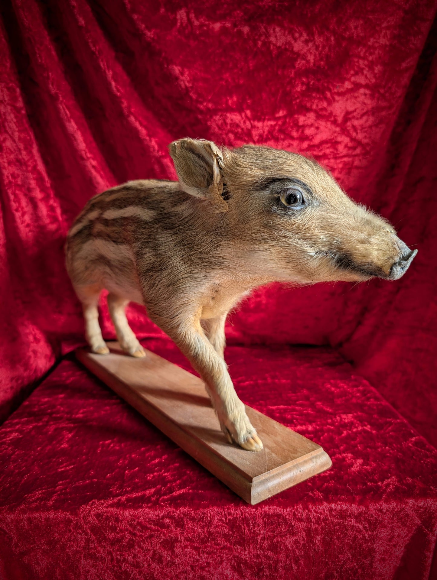 Antique Taxidermy Wild Boar Piglet