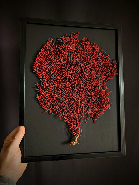 Red Gorgonian Coral on Black Frame