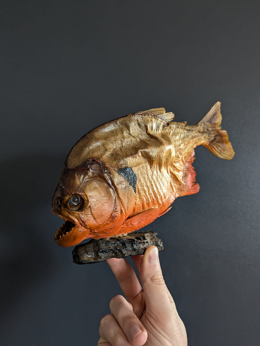 Piranha Taxidermy from Venezuela