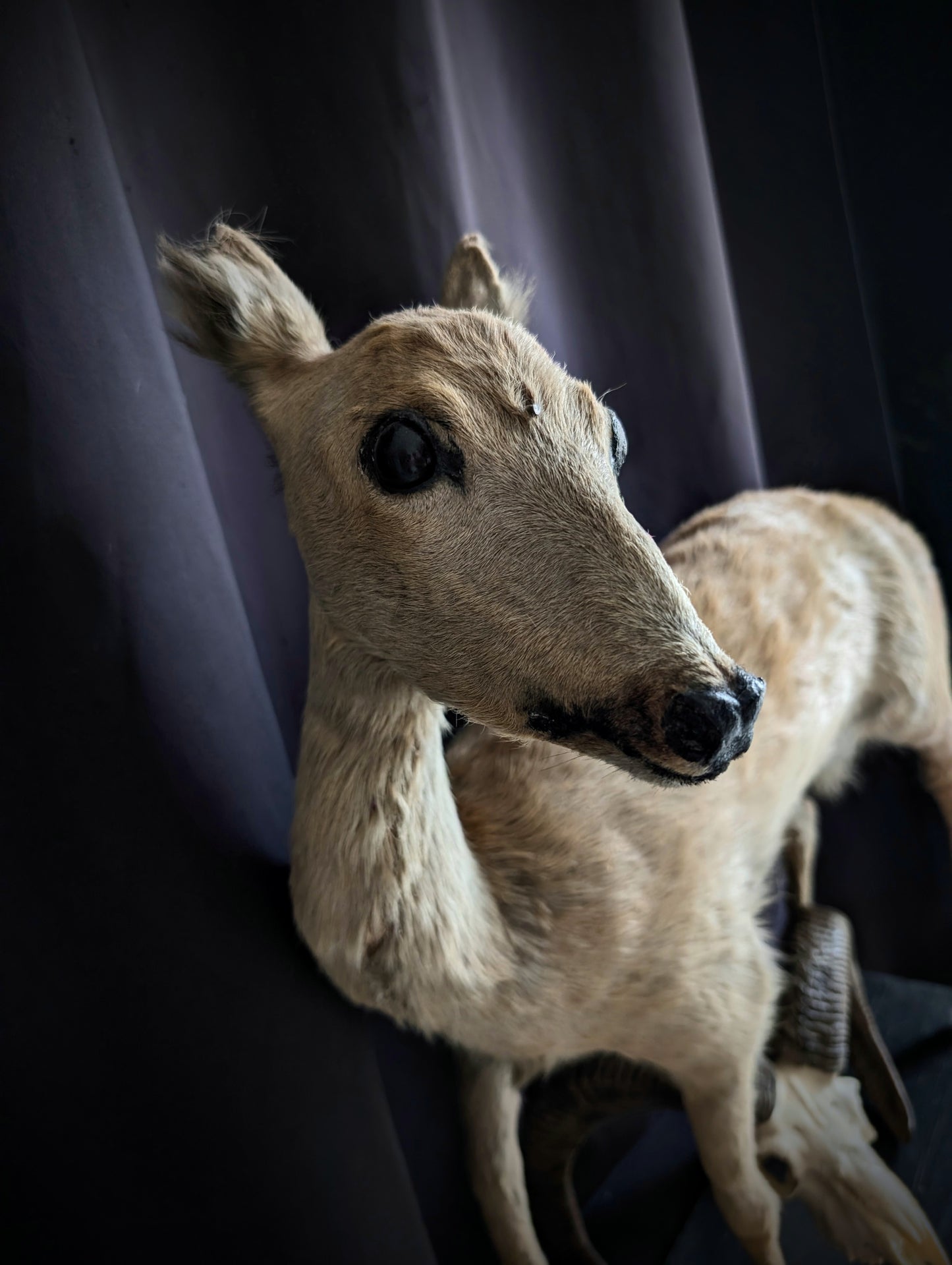 Vintage taxidermy of Deer from the 1950's