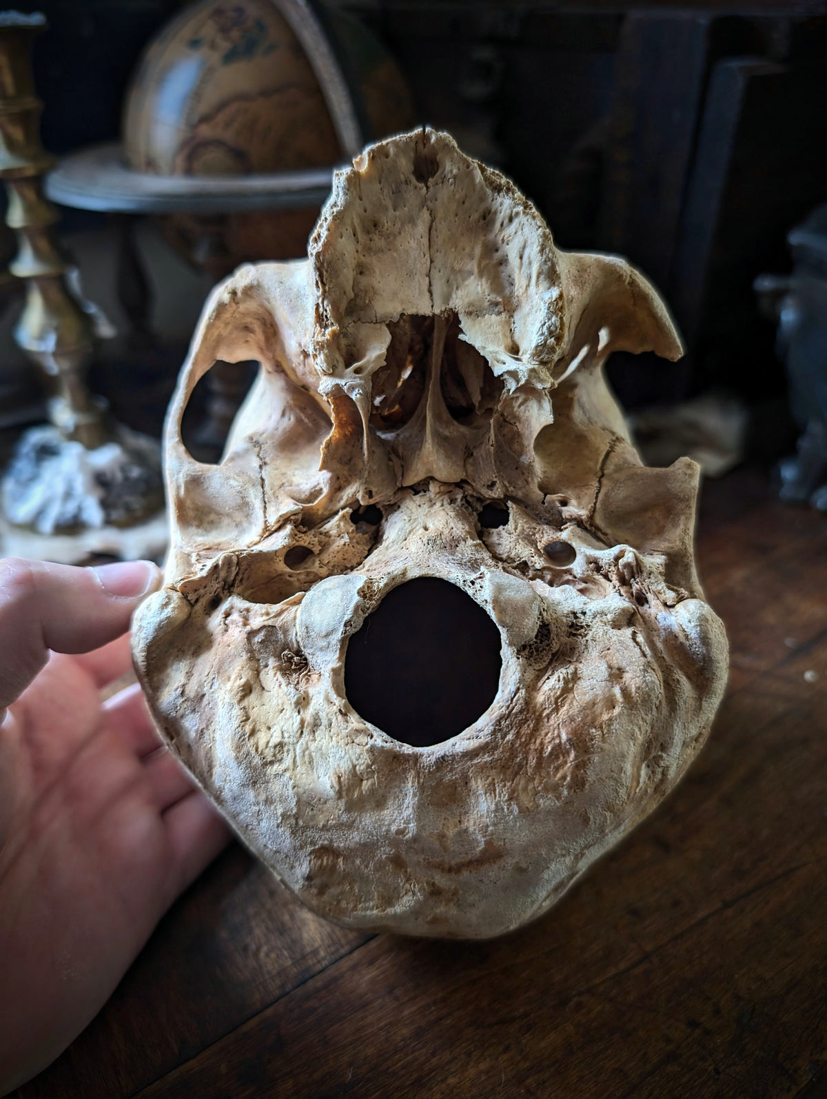 Antique female skull from Spain, late 19th century