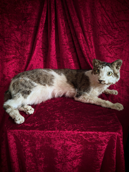 Down syndrome Cat taxidermy