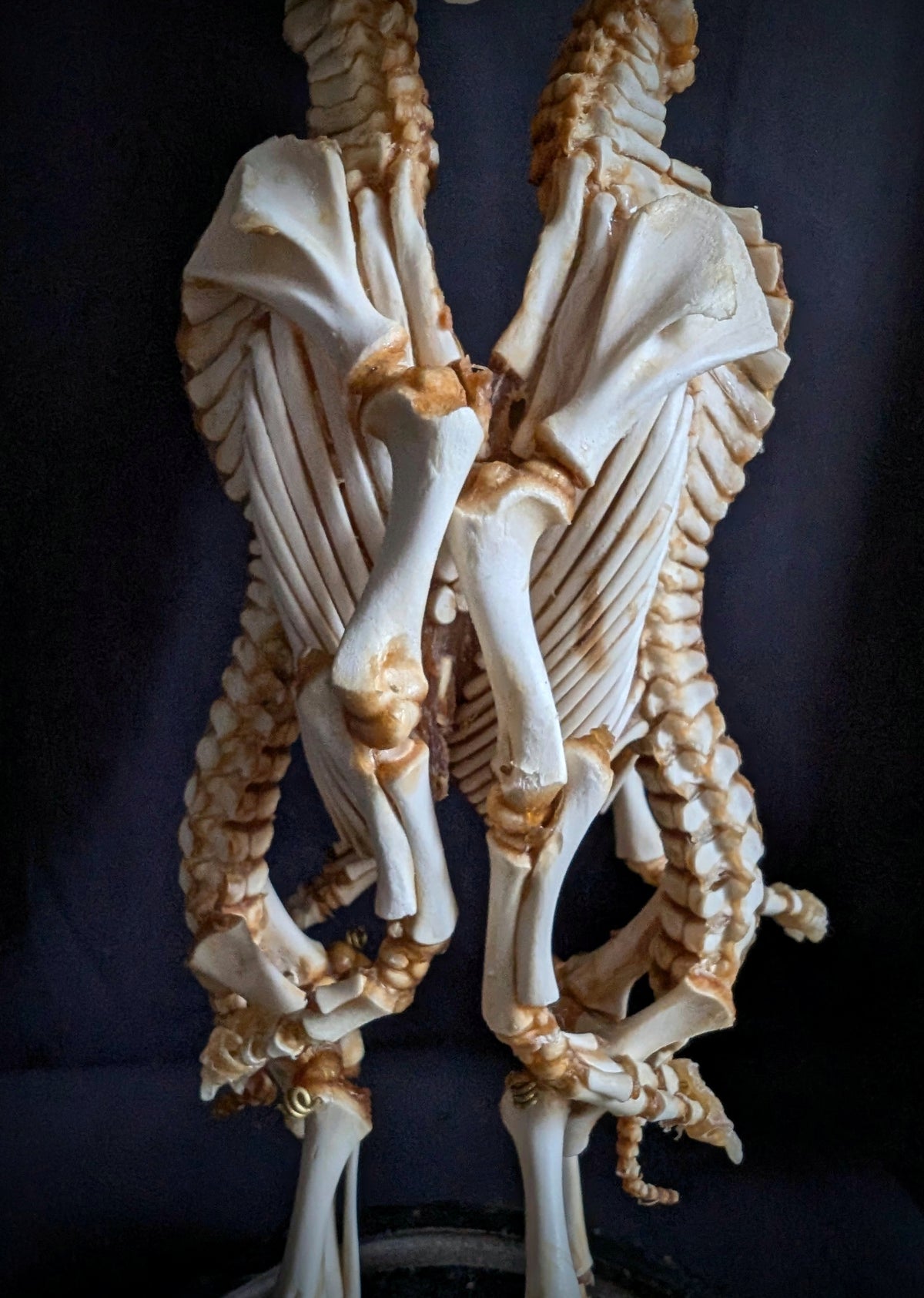 Rare Cephalopagus Pig Twin Skeleton "The Self-Devouring Form"