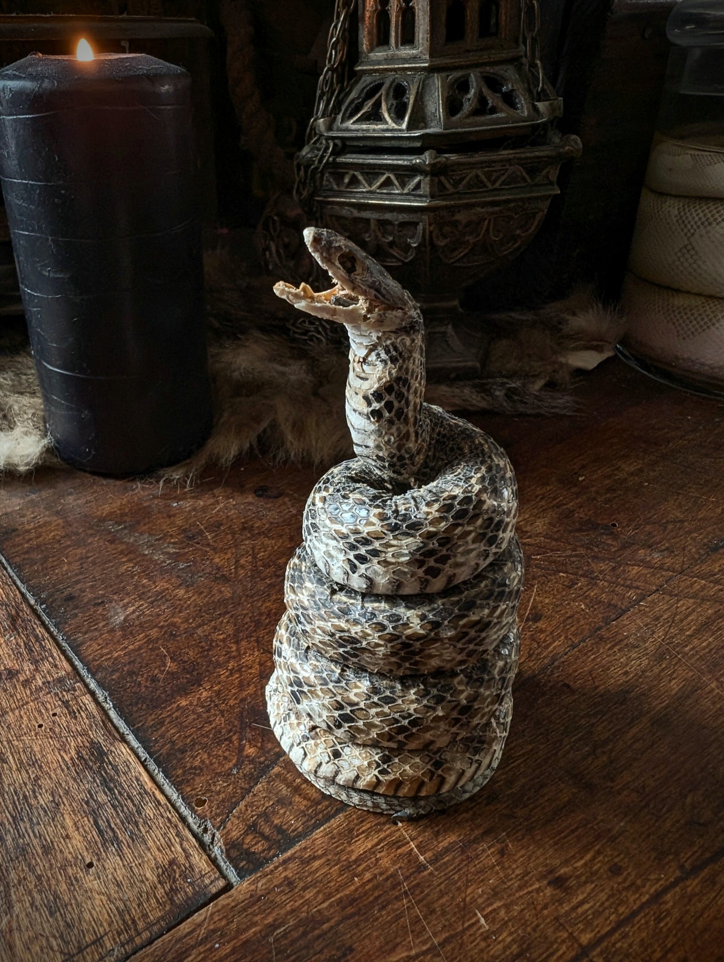 Old little snake taxidermy