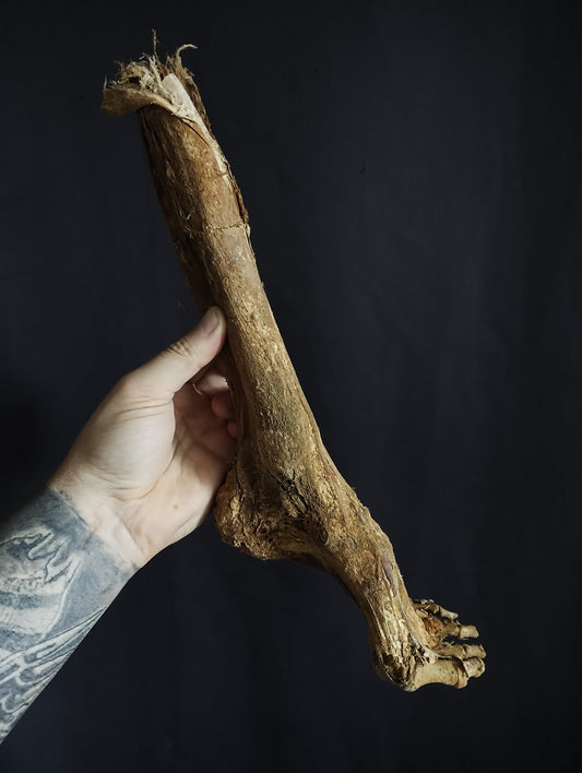 Rare ancient dissected leg mummified from 19th (Spain)