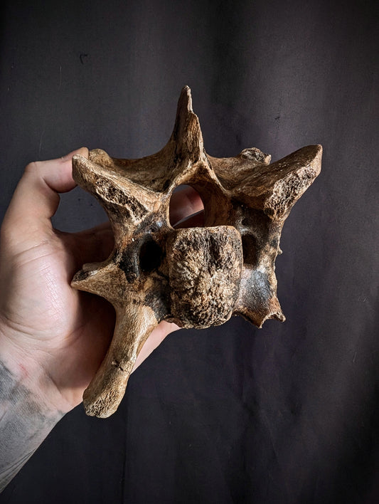 50 000-years old Bison Vertebrae fossil #1