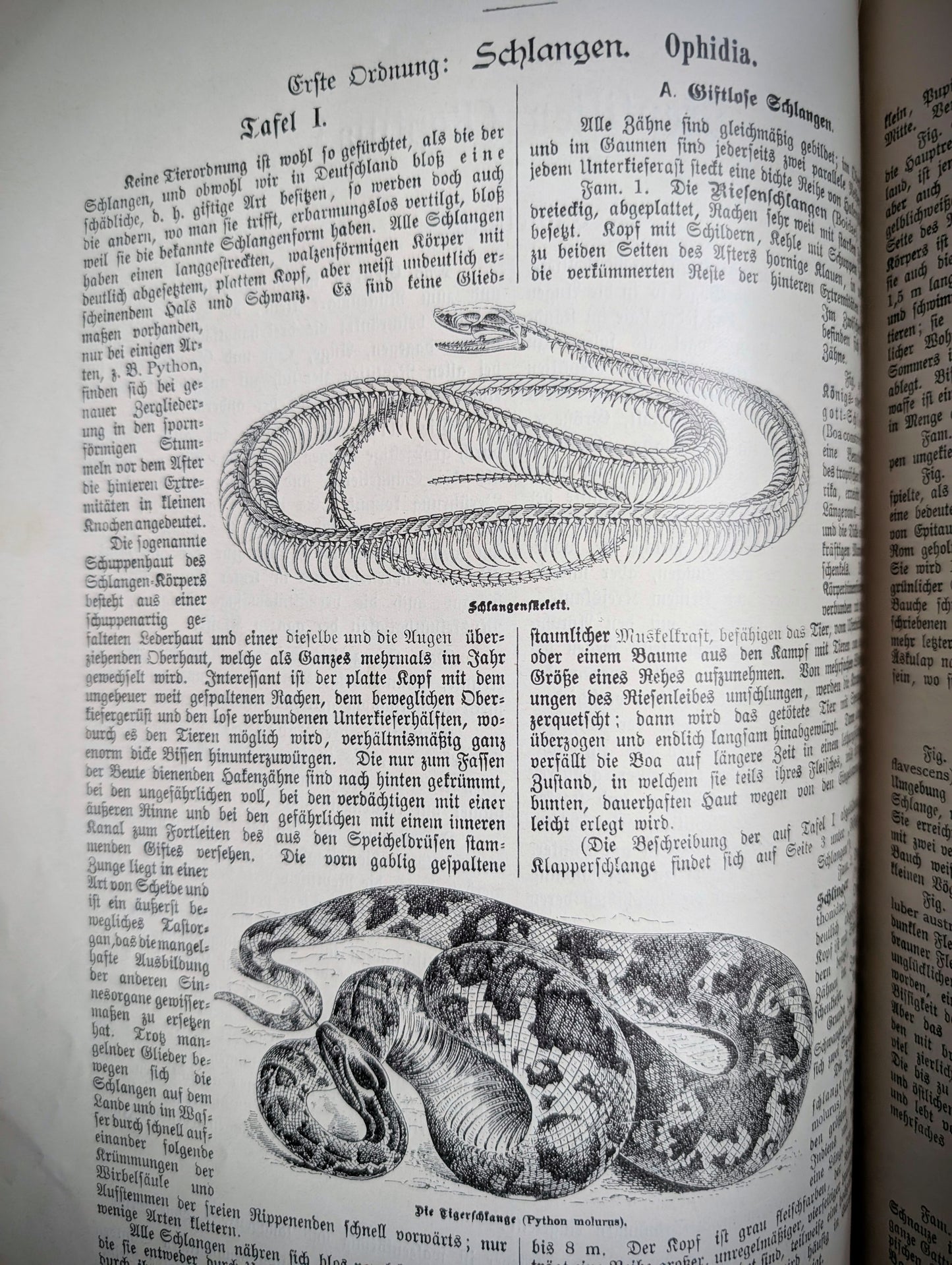 Old German book from 1886 "Naturgeschichte der Reptilien, Amphibien, Fische, Insekten.." by Dr Schubert