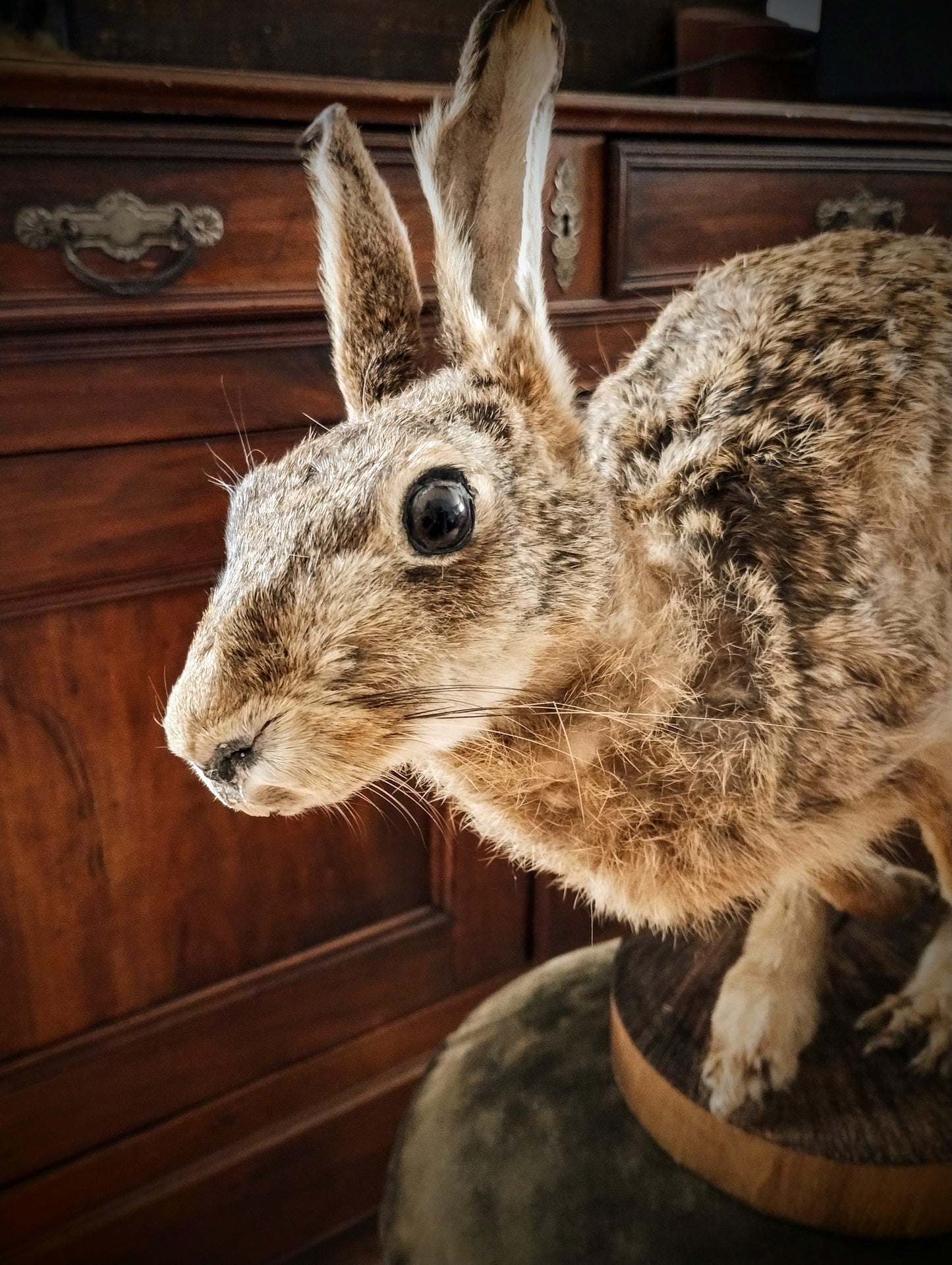 Hare taxidermy