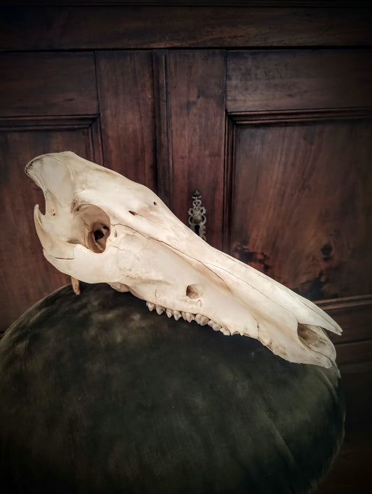 Wild Boar Skull