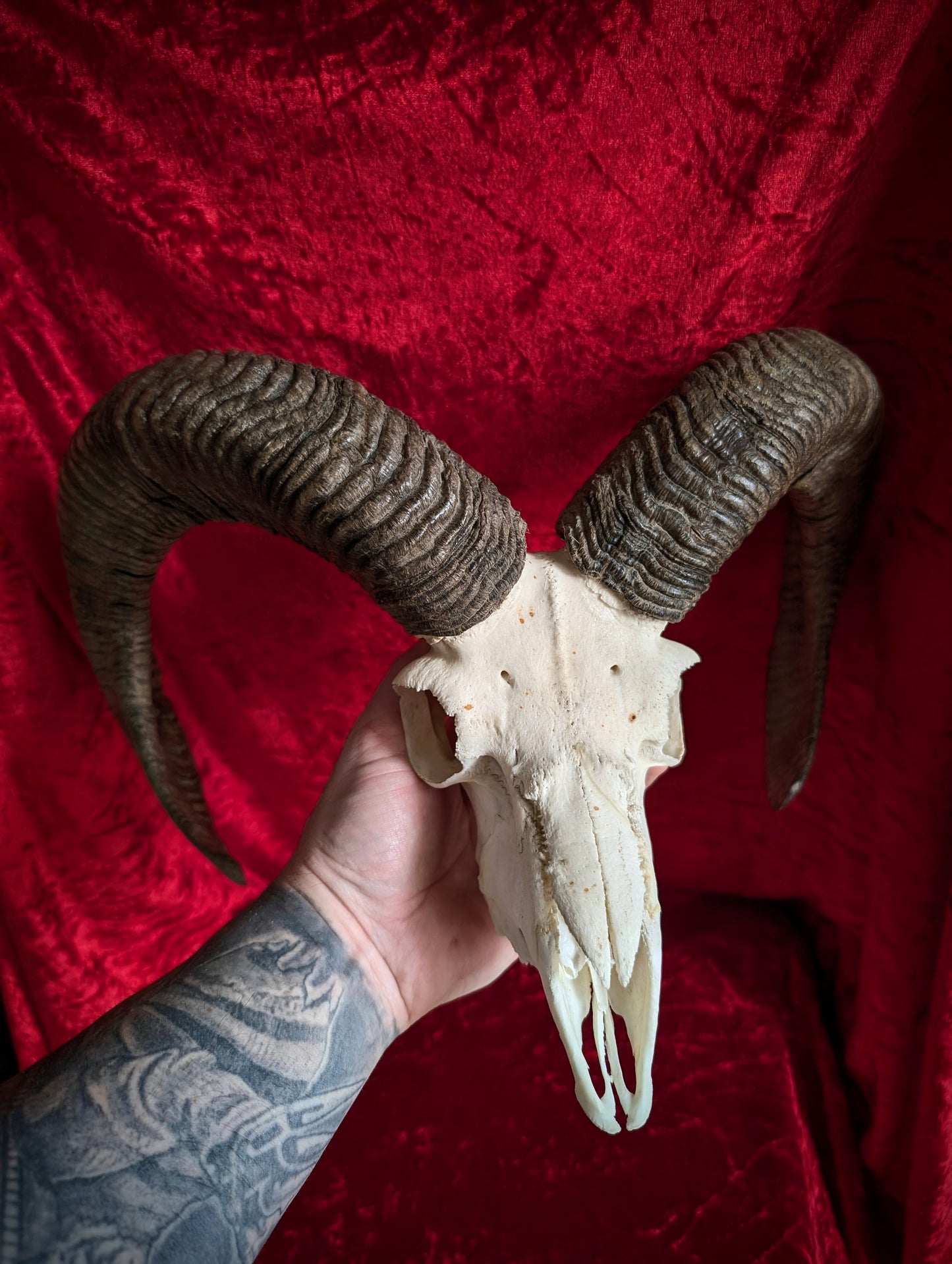 Mouflon Skull (40cm)
