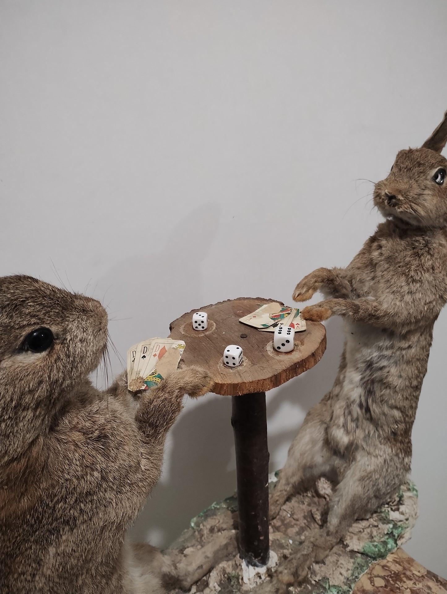 Antique Taxidermy of Rabbits