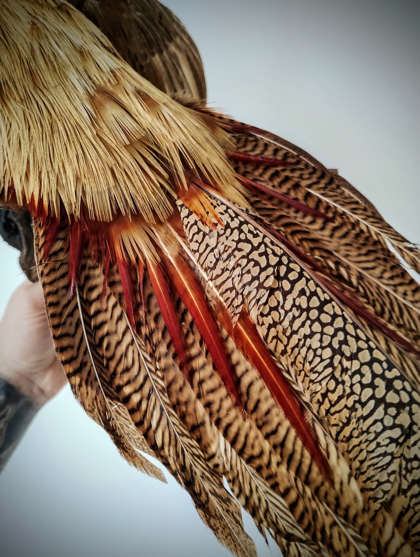 Golden pheasant taxidermy