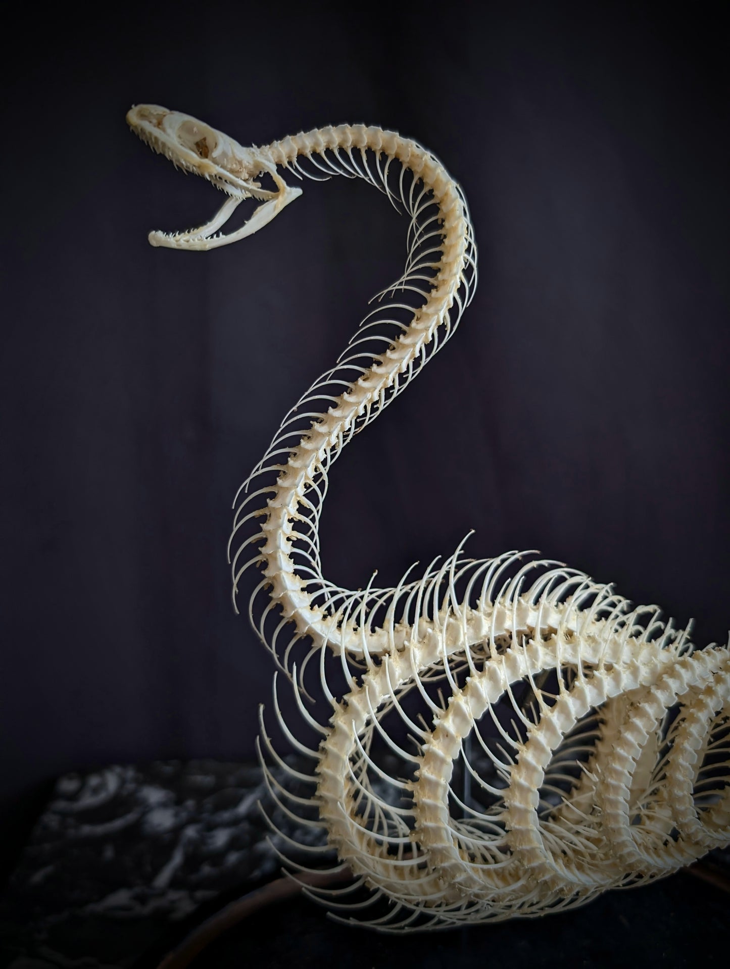 Mounted skeleton of a Bamboo Viper (Trimeresurus albolabris) on an antique Napoleon III base