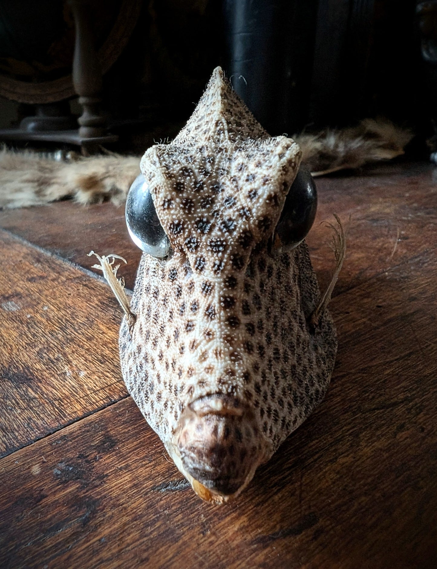 Taxidermy of a Caribbean Lactophrys bicaudalis fish