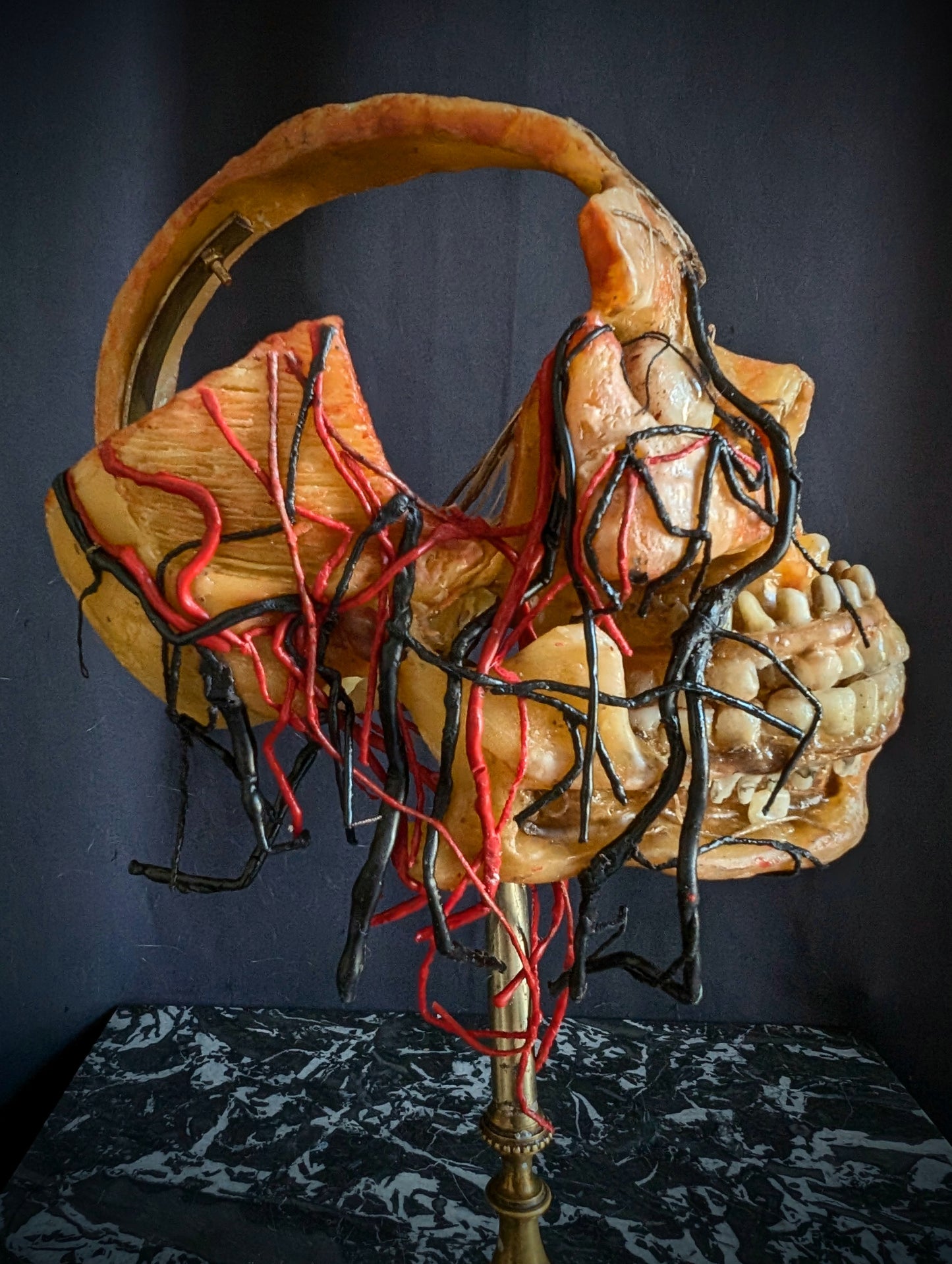 Original mid-20th century anatomical Wax head (Rare !)