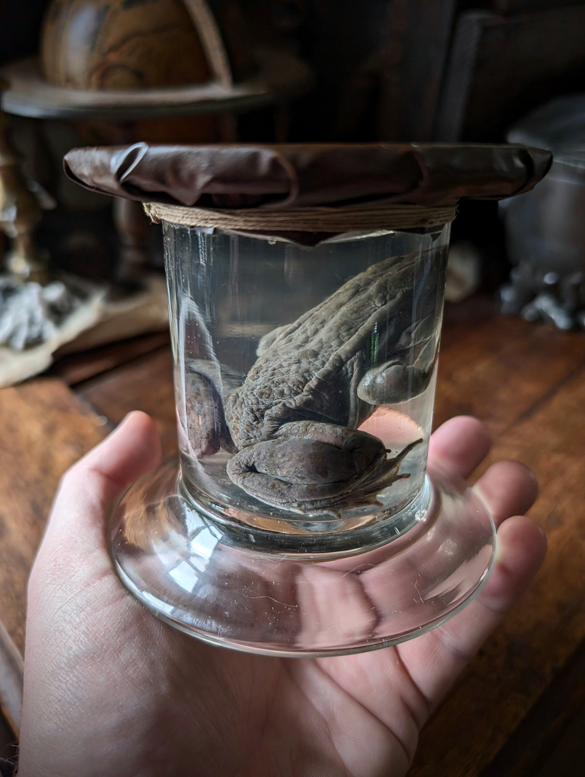 Antique Preserved Toad – Boubée Collection - Wet Specimen (100 years)