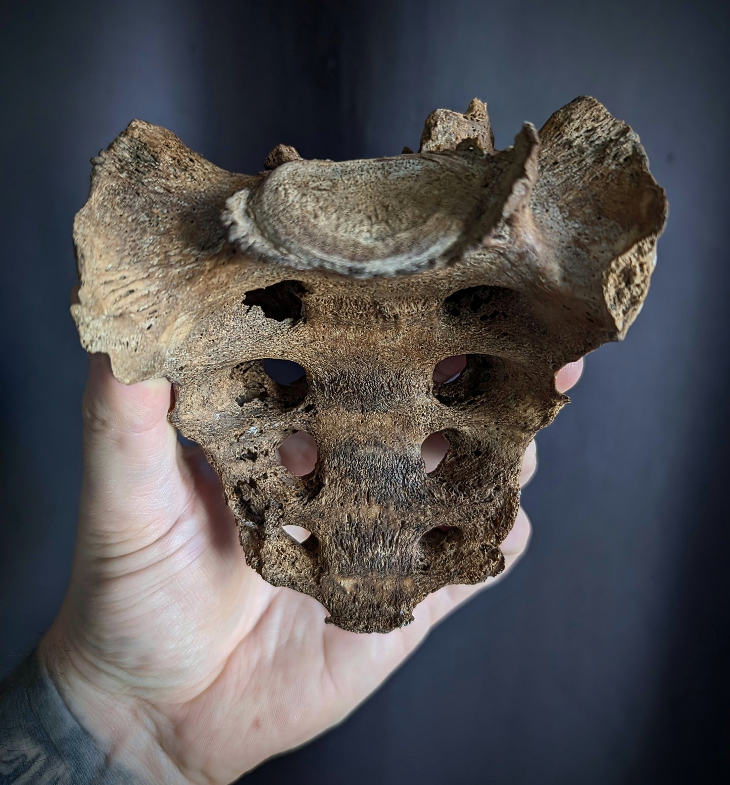 Antique Sacrum with dark patina