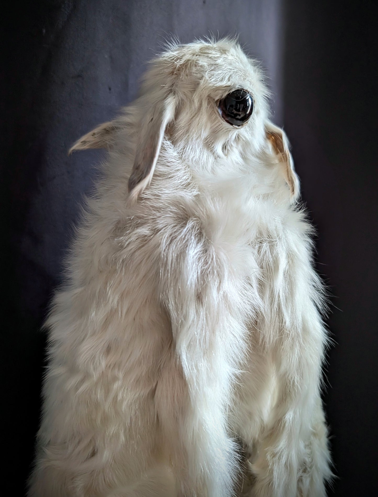 Very Rare Congenital Malformation , Caudal Duplication / Polymelia Cyclops ! (museum quality)
