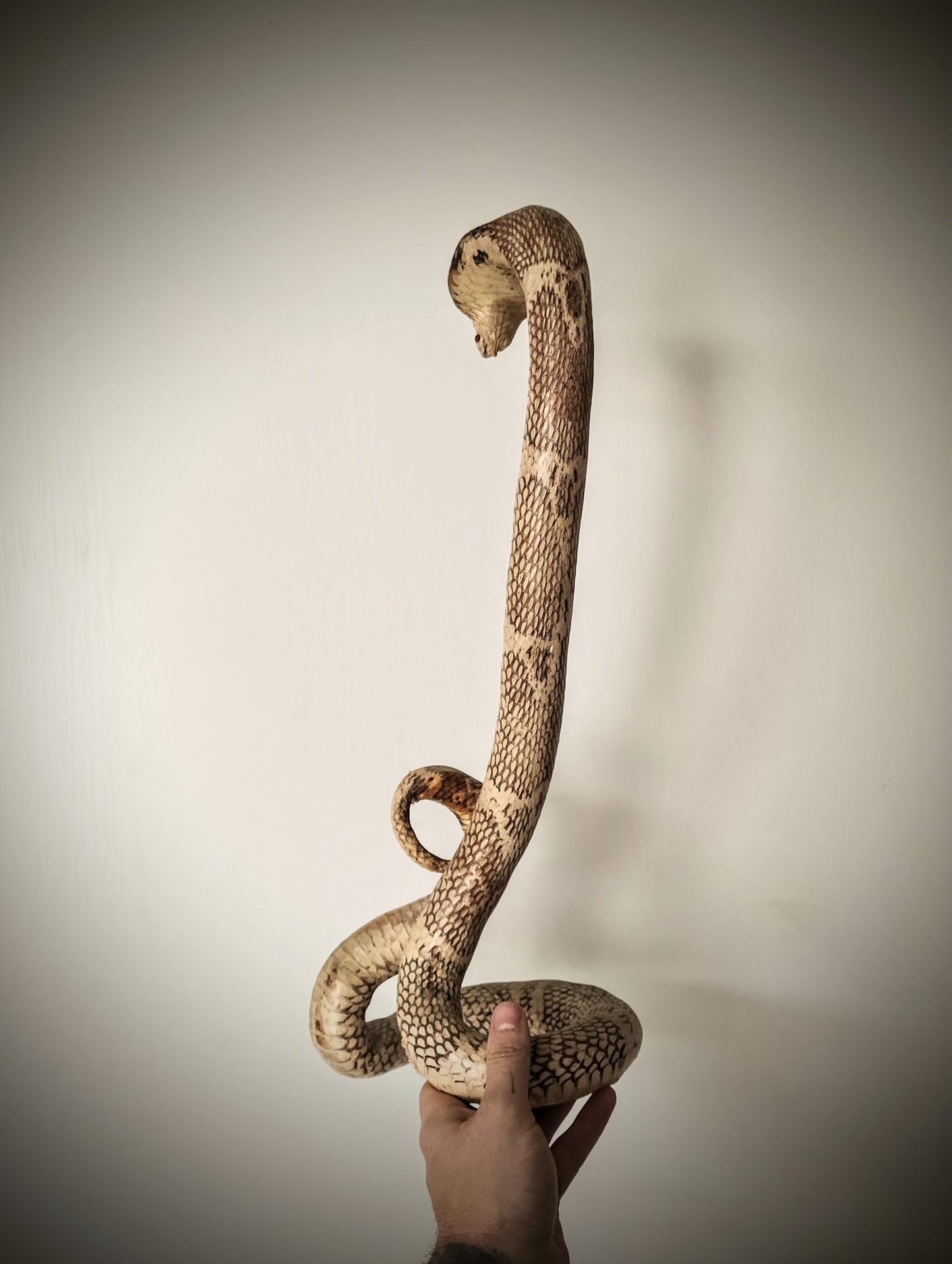 Cobra Taxidermy